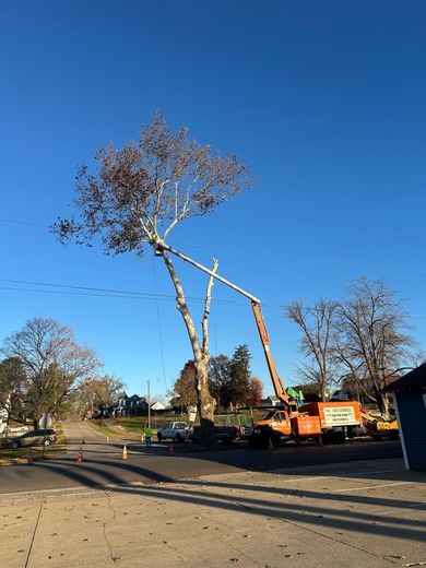 A tree is being cut down by a crane in a parking lot.