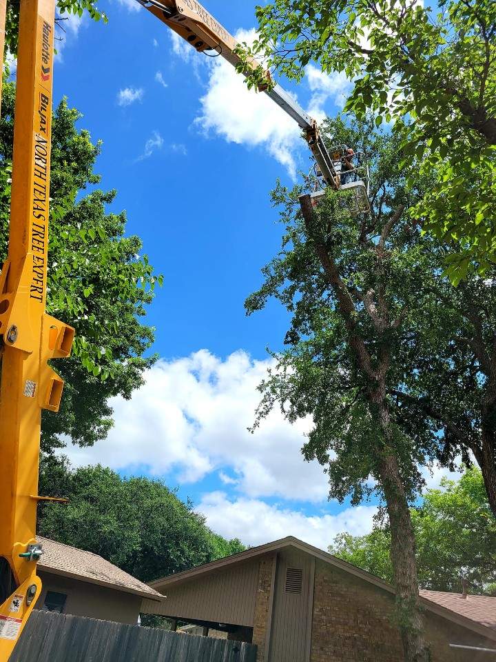 tree trimming and deadwood removal services in Wichita Falls, TX