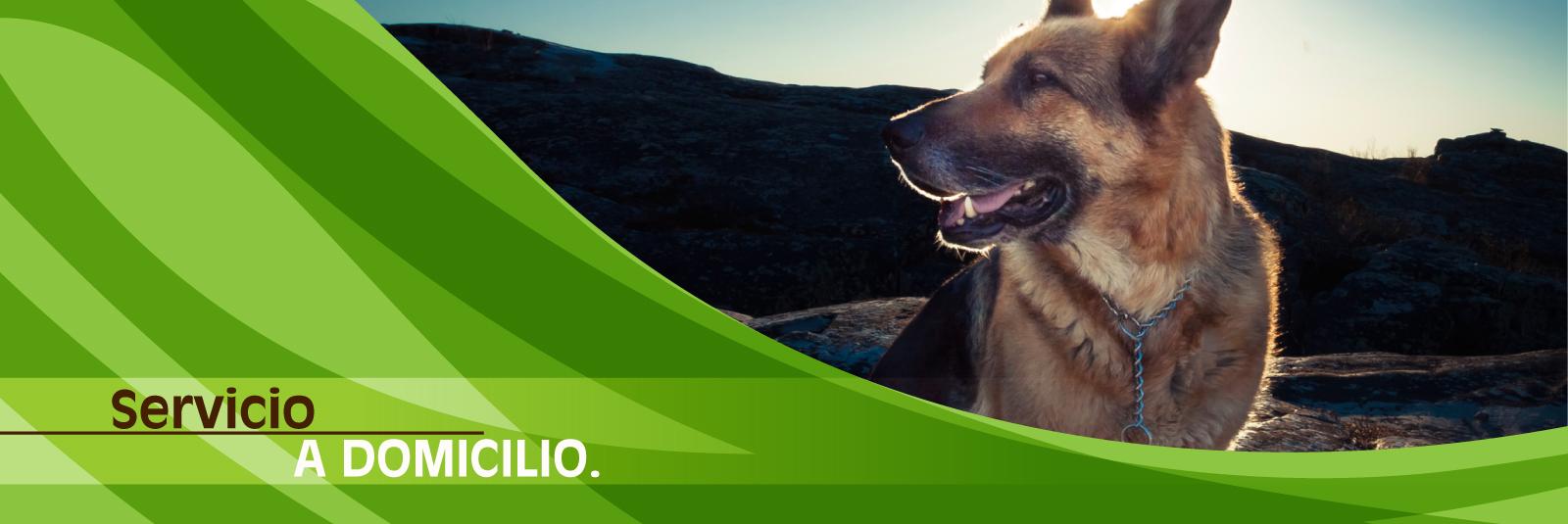 Calvo Veterinaria