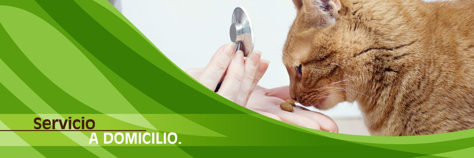 Calvo Veterinaria