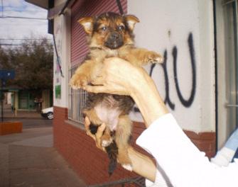 Calvo Veterinaria