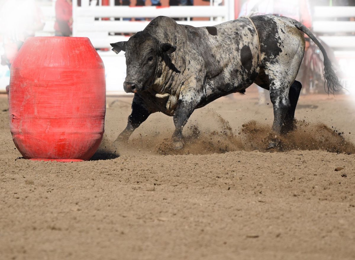 A bull is standing in the dirt near a red barrel