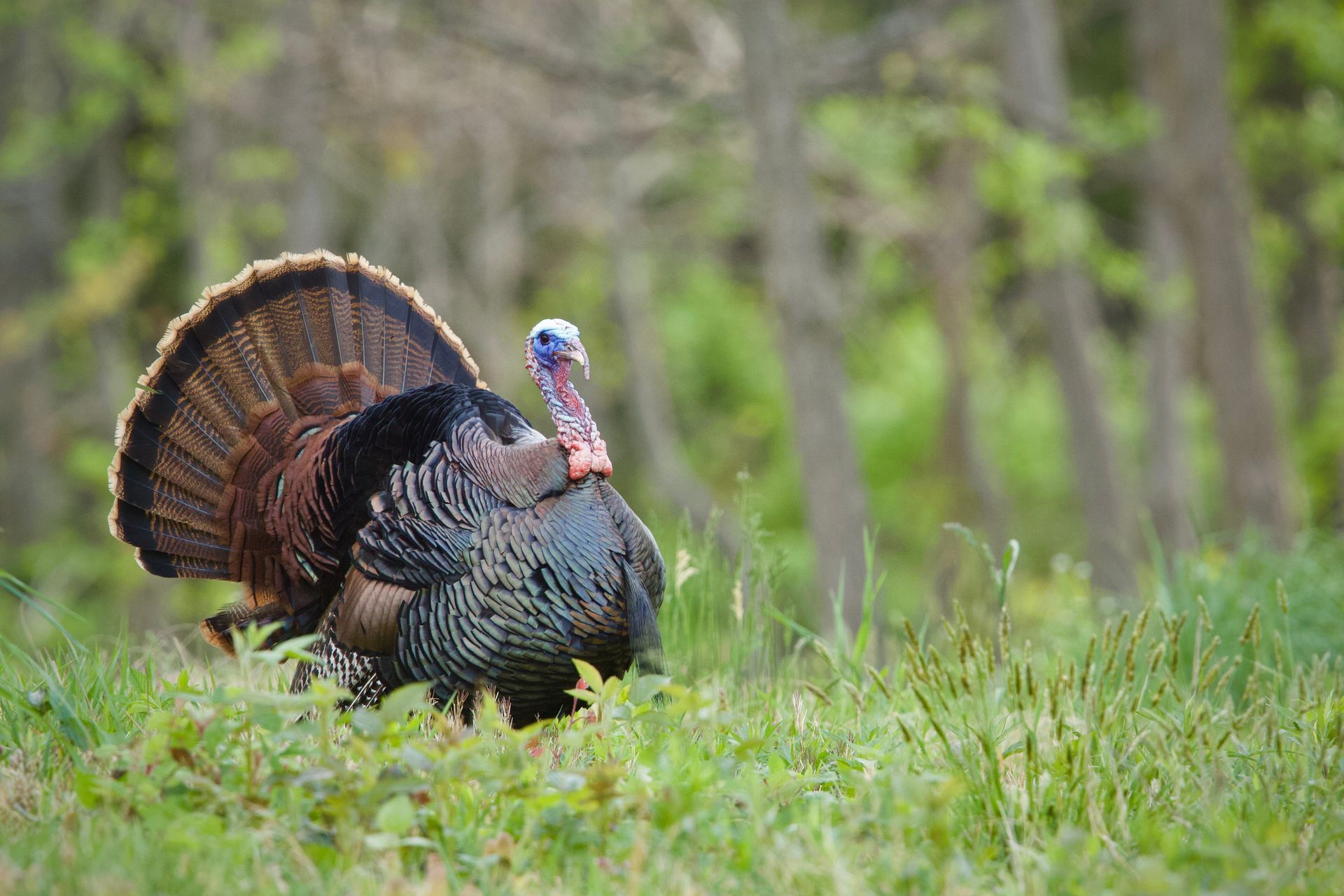 A turkey is standing in the grass with its tail spread.