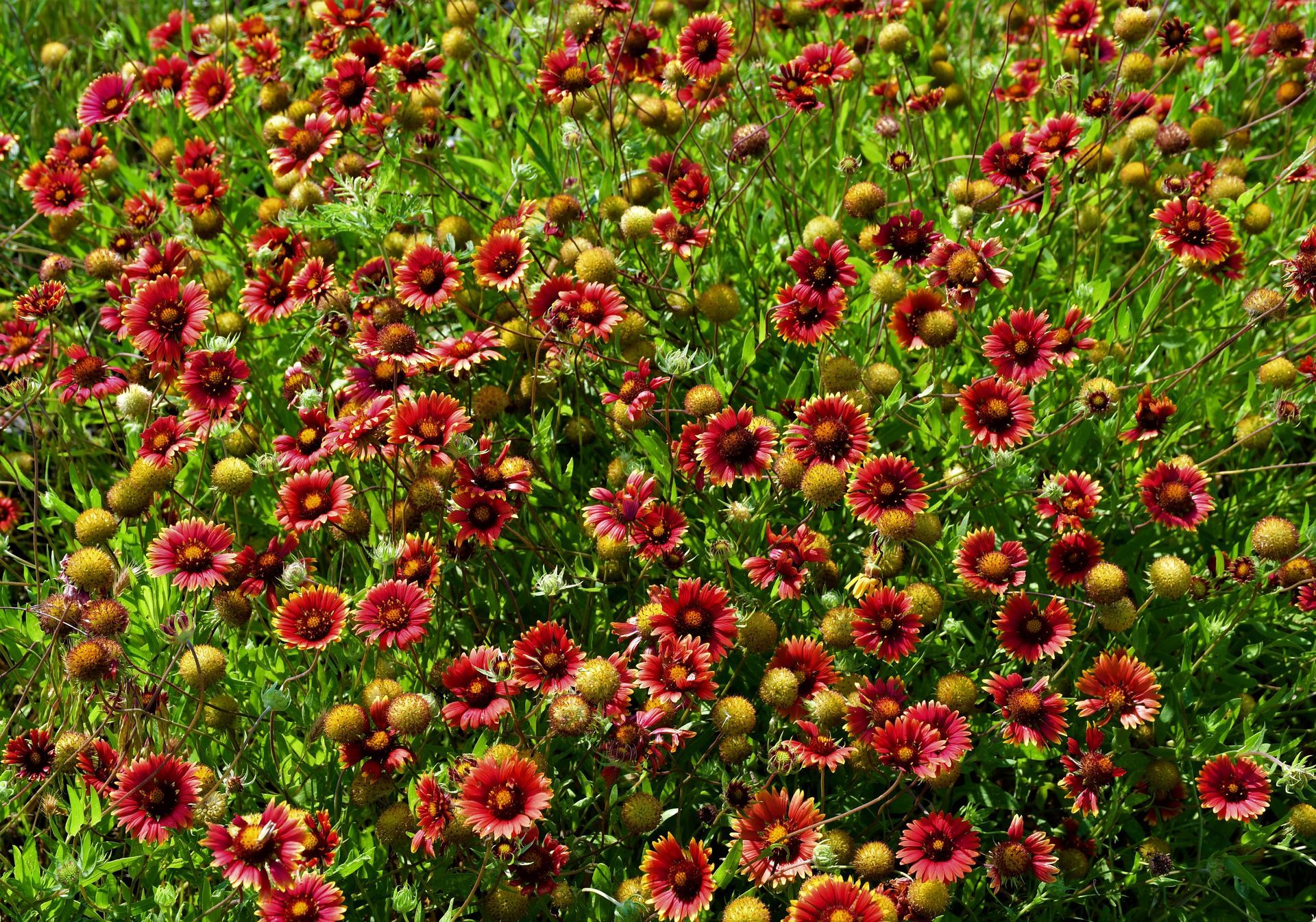 A field of red and yellow flowers with green leaves