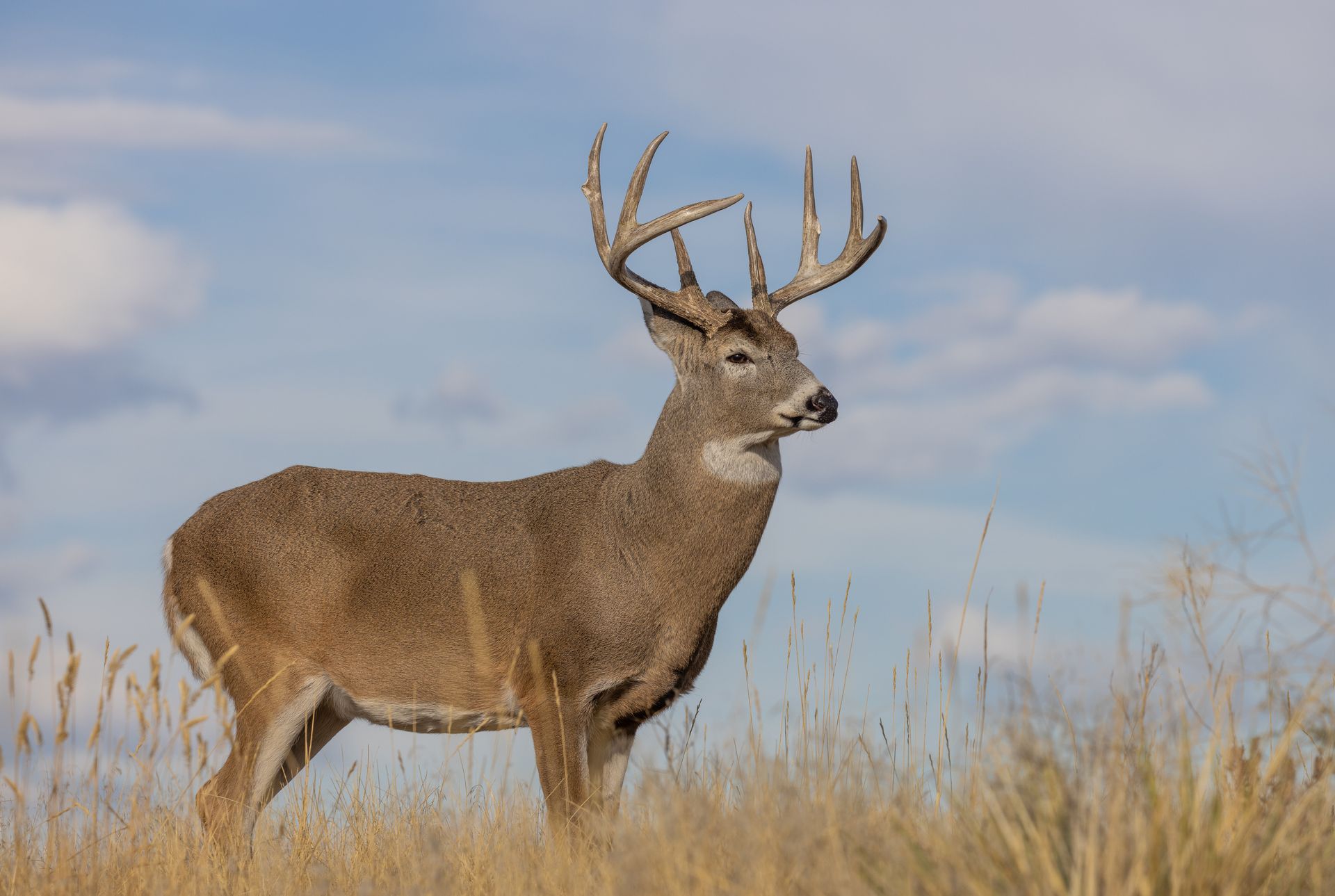 A deer is standing in a field of tall grass.