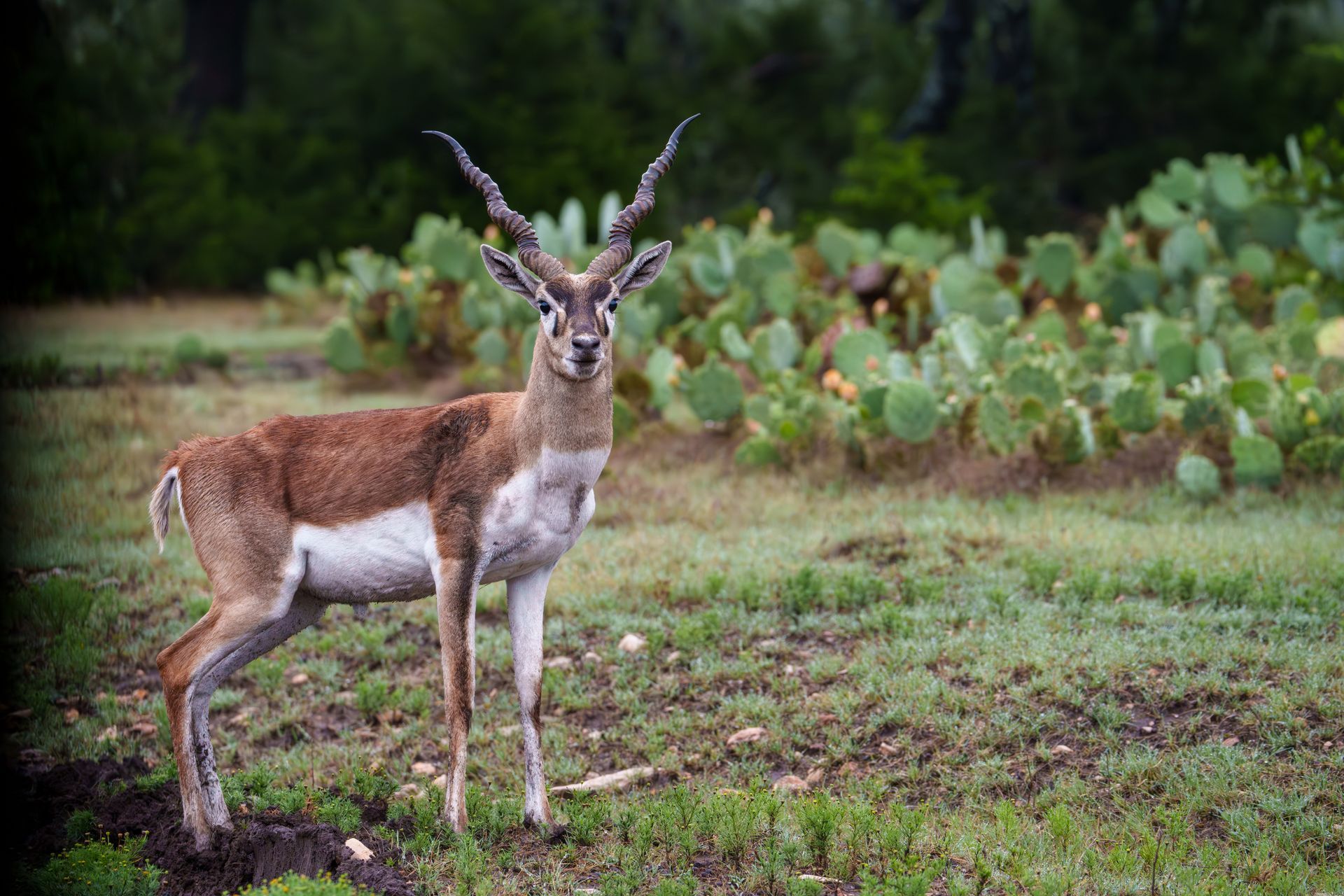 A deer with long horns is standing in a grassy field.
