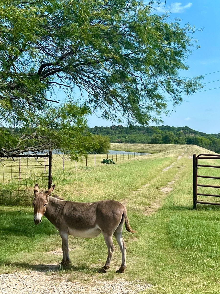 George the donkey in front of trail to lake