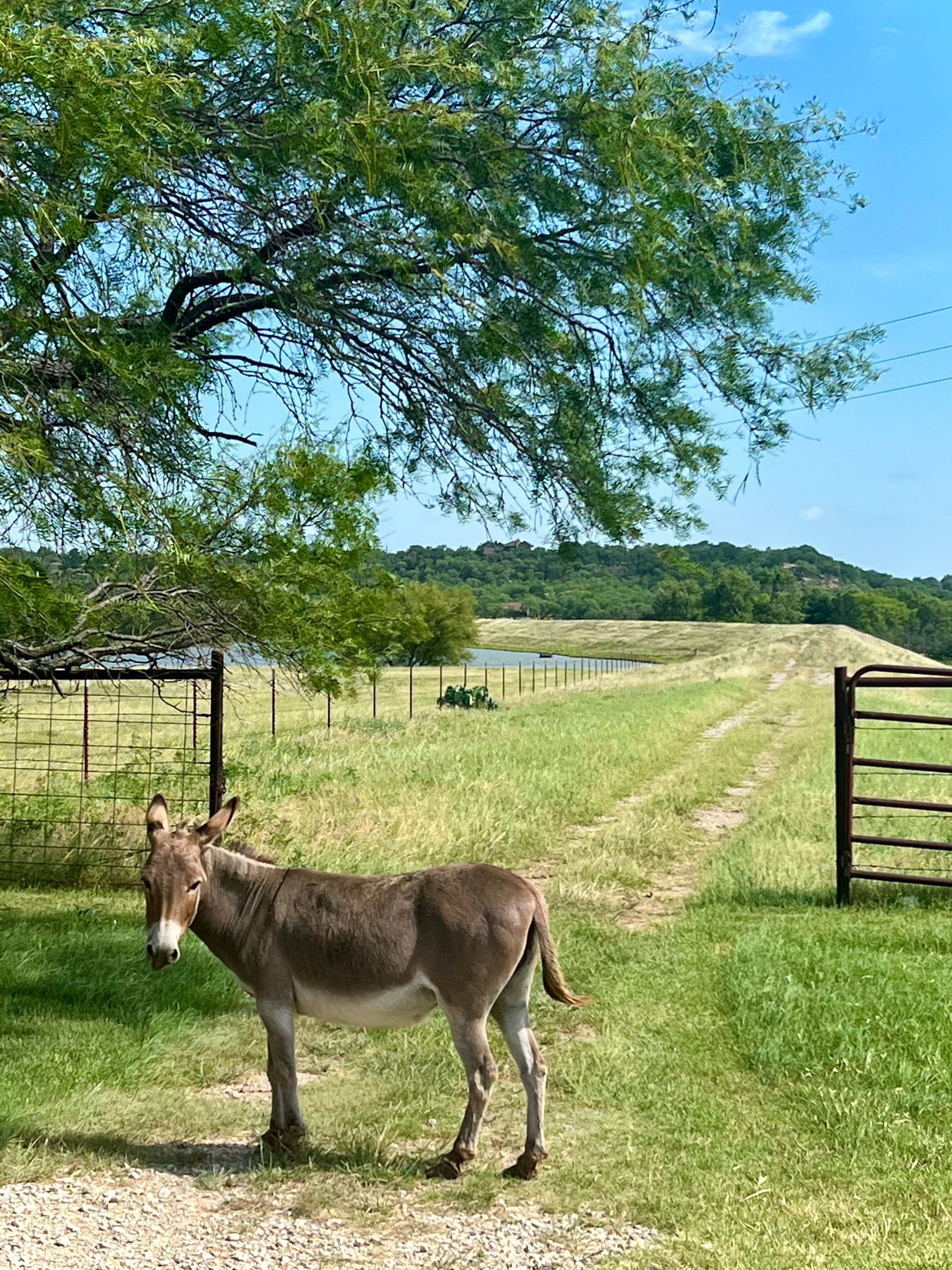 A donkey is standing in a grassy field next to a tree.