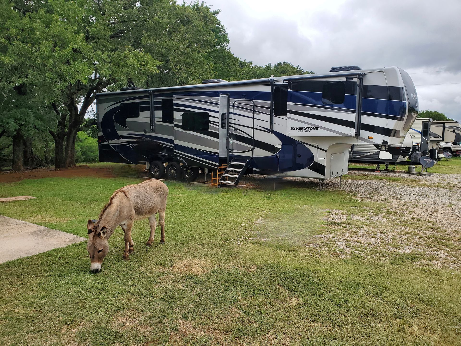 donkey grazing near RV