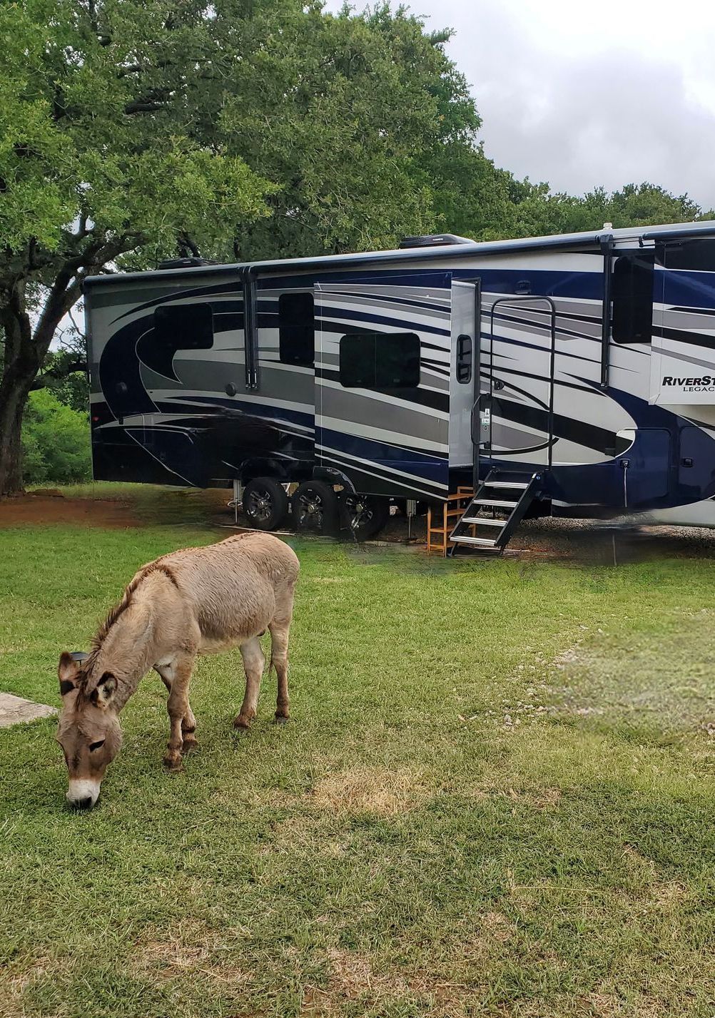 George the donkey grazing in front of RV