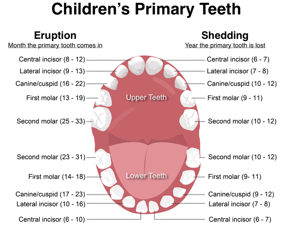 Childrens Primary Teeth — Sydney, NSW — Dental Care Glebe