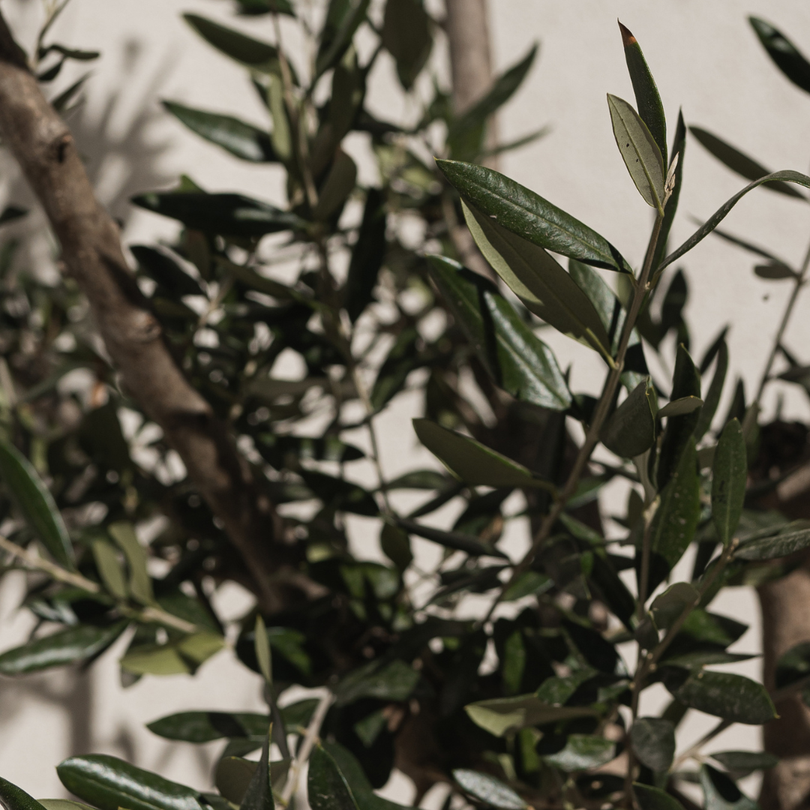 tree-service-sammamish-washington