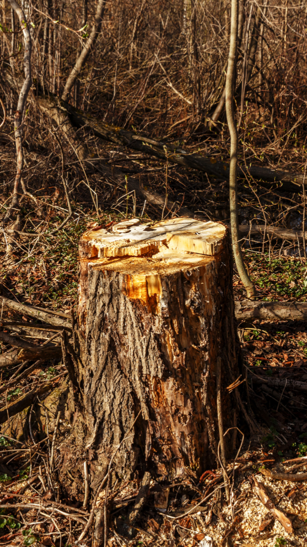 tree-service-sammamish-washington