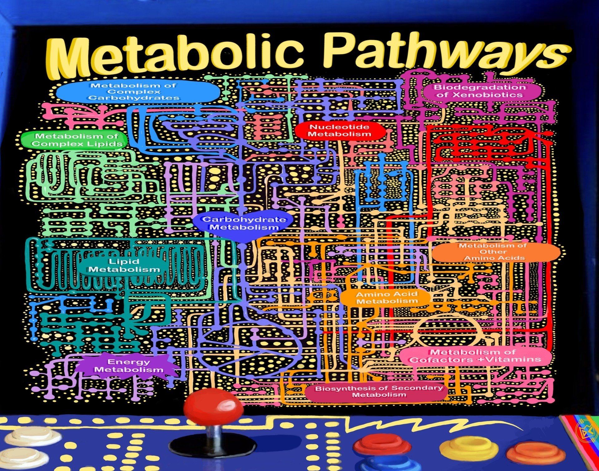 Project 1: NAD⁺ Homeostasis