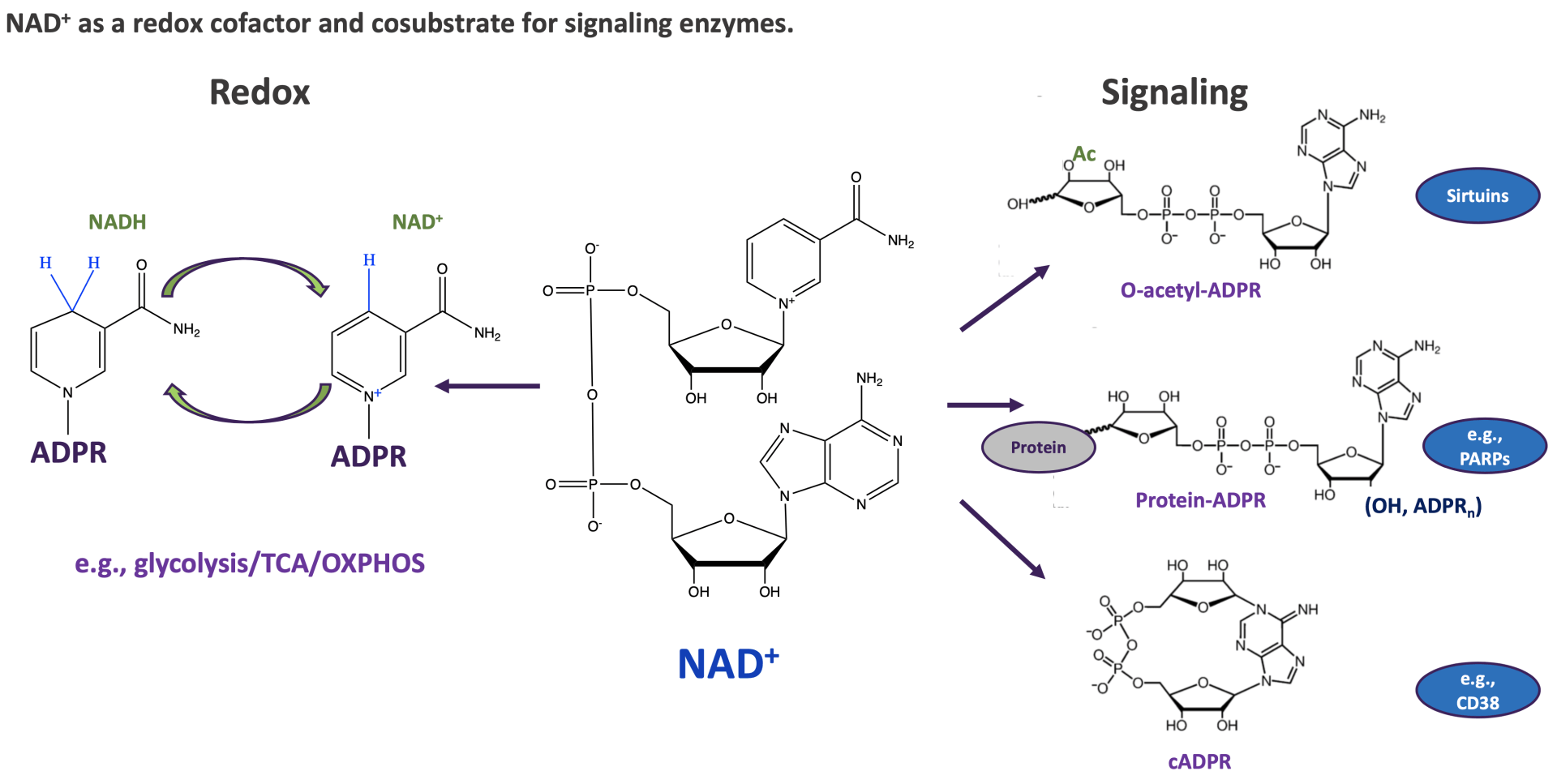 NAD+ as a redox cofactor and cosubstrate for signaling enzymes.