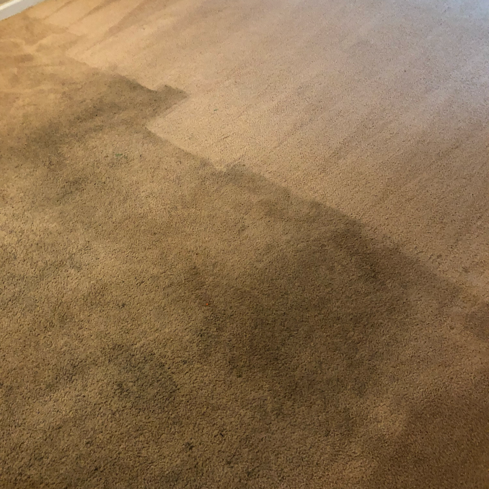 A carpet half cleaned; the left side is dark brown, and the right side is light tan.