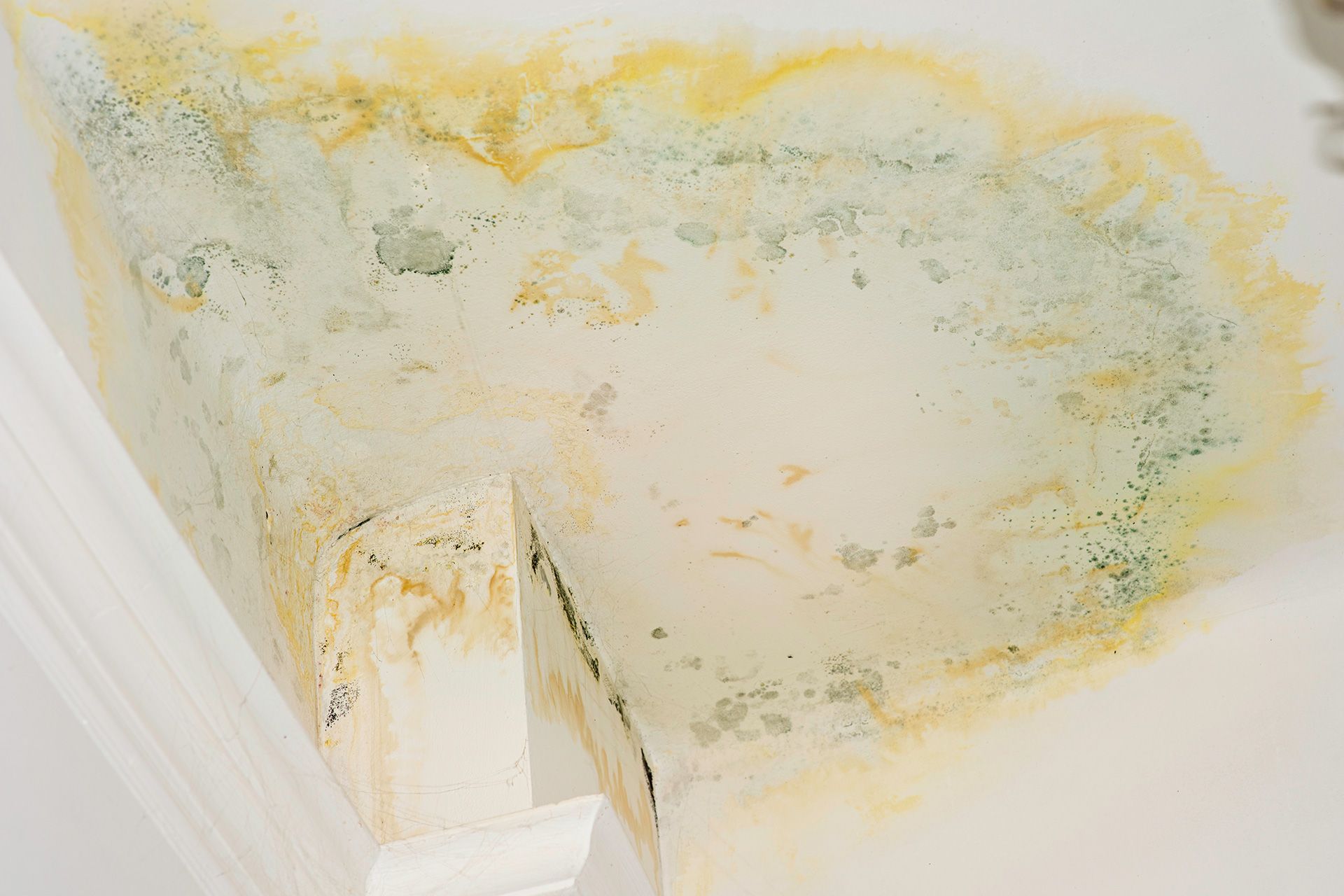 Mold growth on wall after water damage in Central Florida home