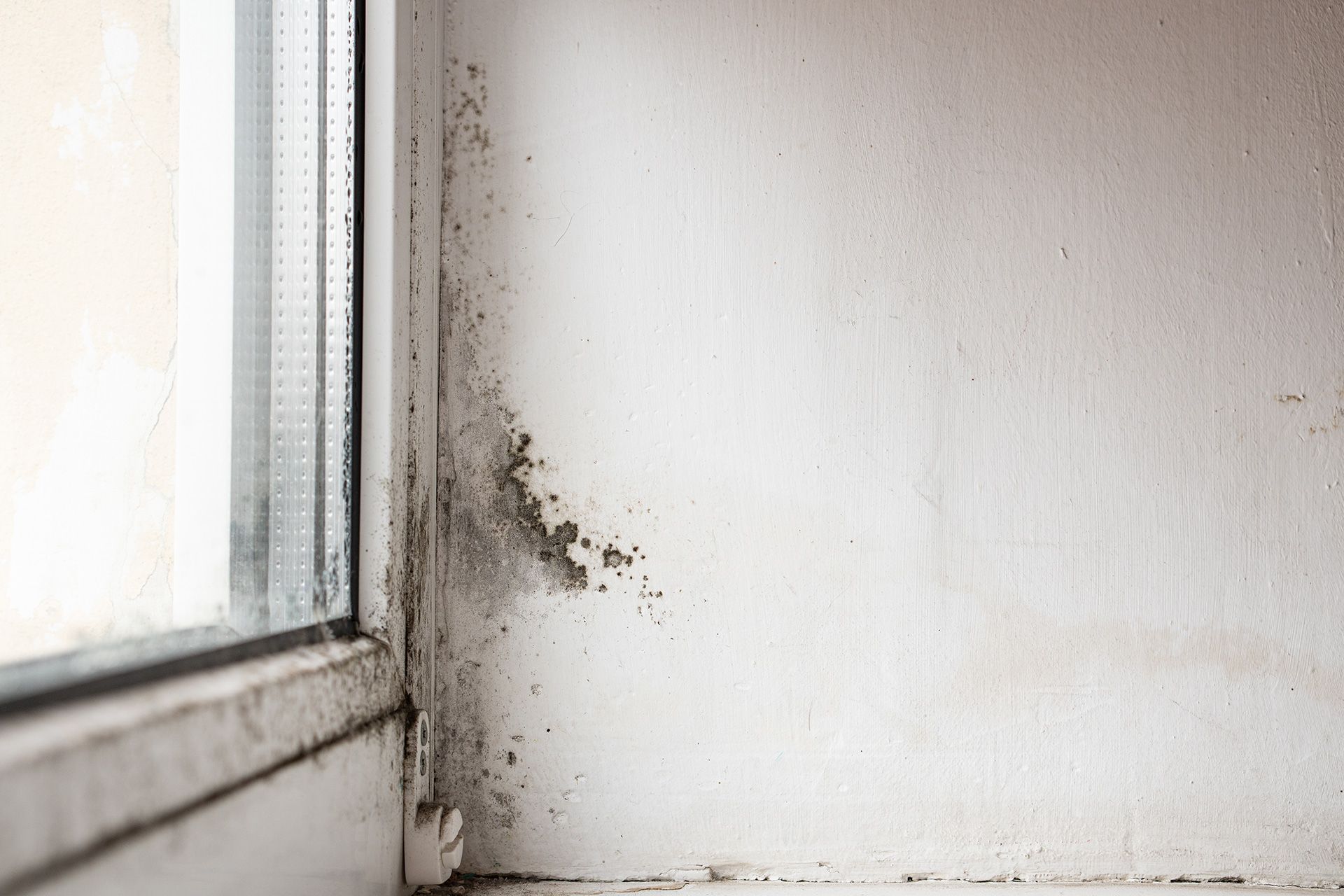 How to Know if There Is Mold in Your Walls and How to Stop It