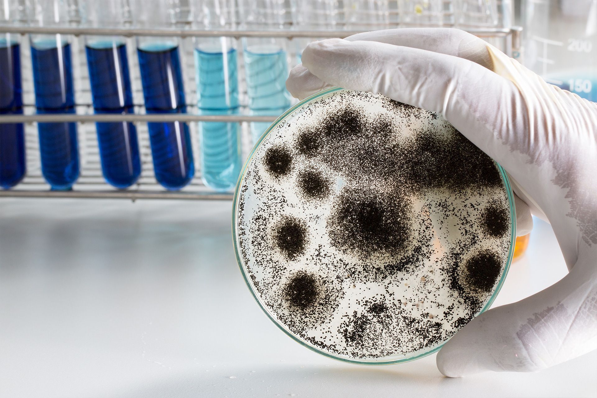 Mold Inspection & Testing Orlando - Certified Inspectors