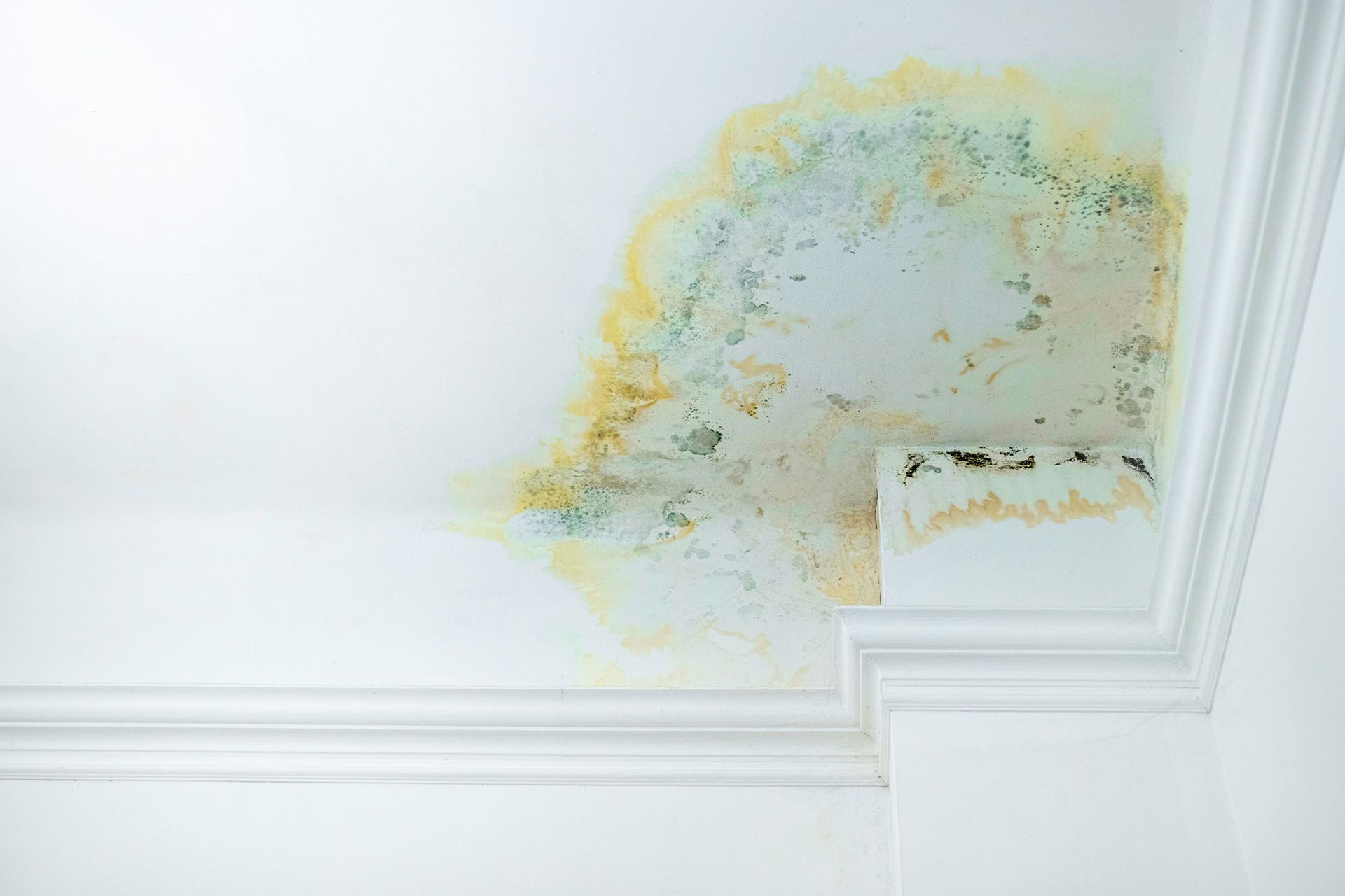 Mold on Ceilings: Causes, Treatment & Prevention Guide