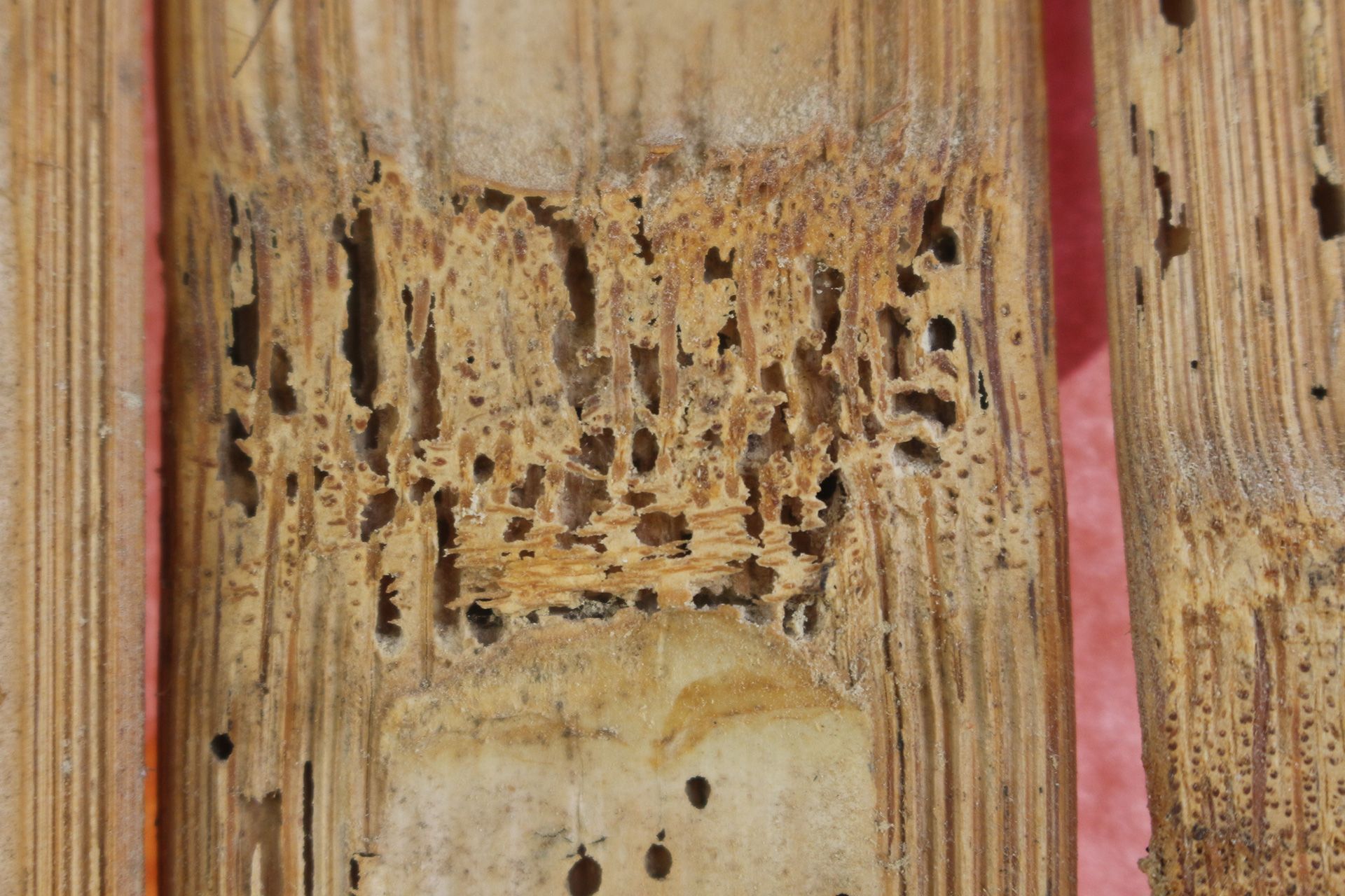WDO Inspection: Wood Destroying Organism Inspections Guide 2026