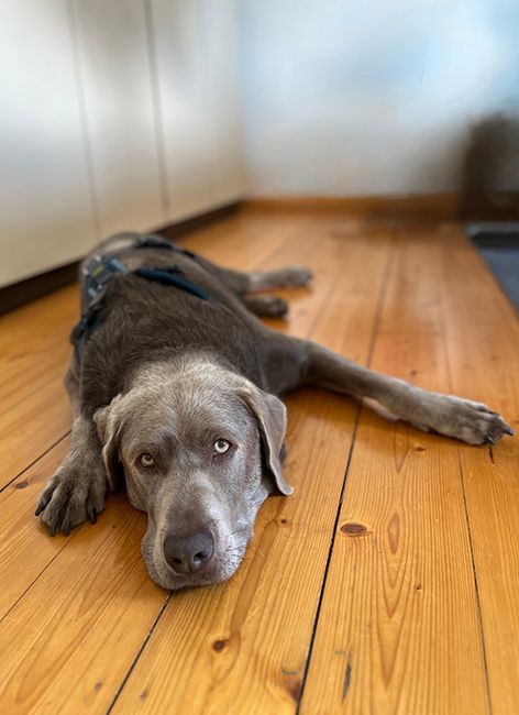 Ein Hund liegt entspannt auf einem Holzfußboden.