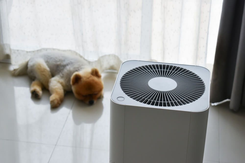 A Dog Rests Beside an Air Purifier on the Floor — Refrigerated Technologies (QLD) Pty Ltd In Bowen, QLD