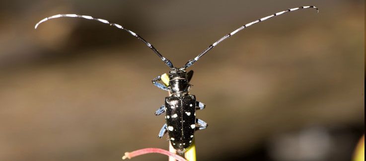 Asian Longhorn Beetle