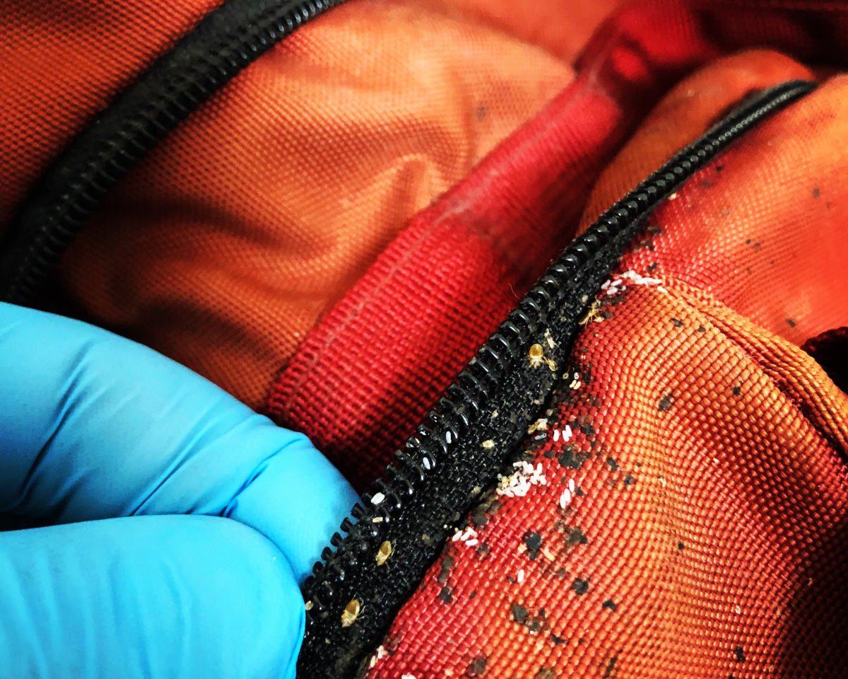 Bed Bugs Extermination