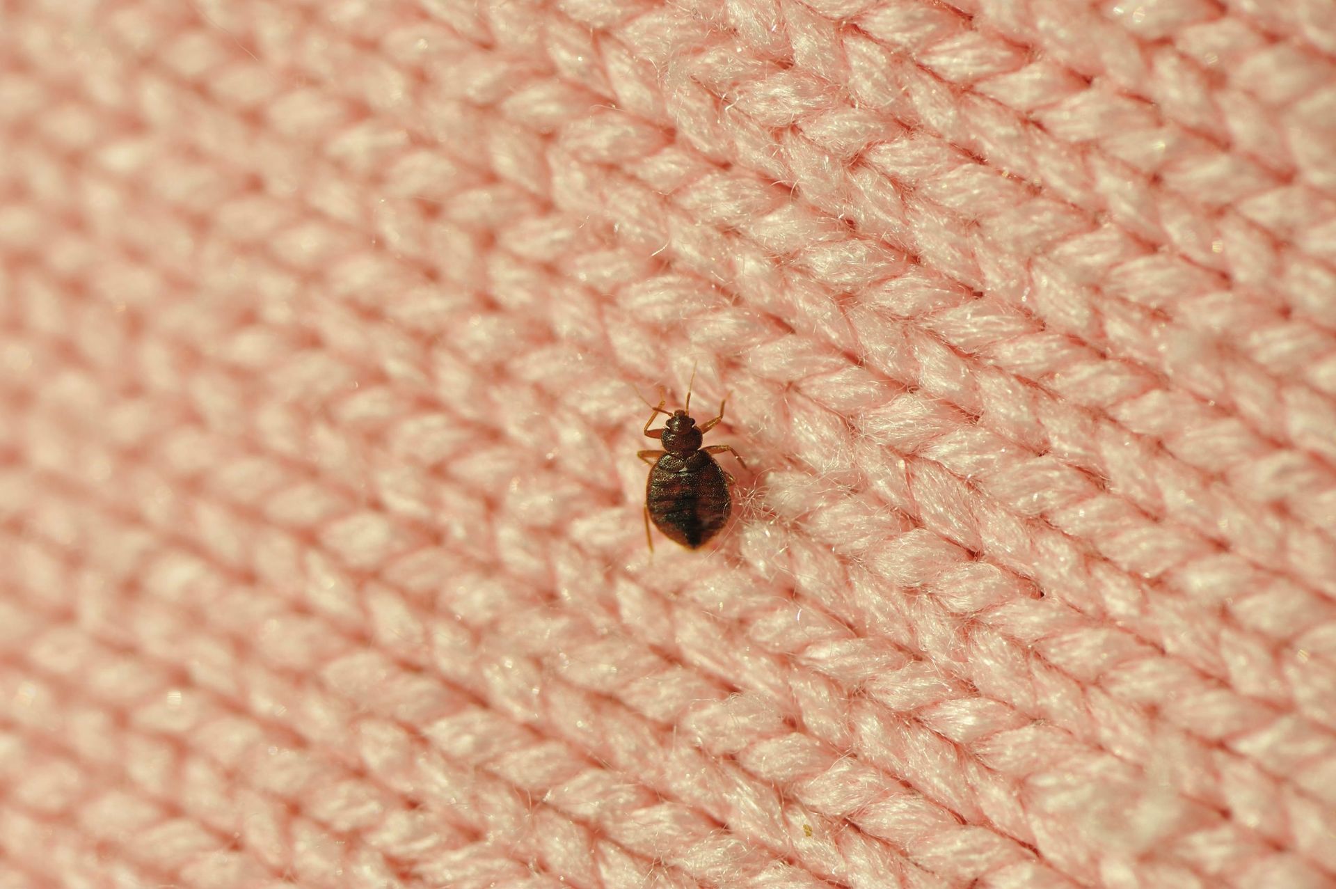 bed bugs, bed bugs extermination