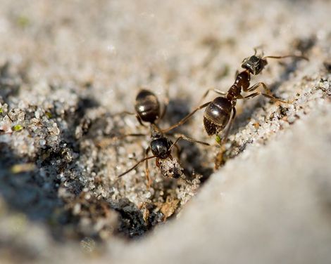 Carpenter ants extermination