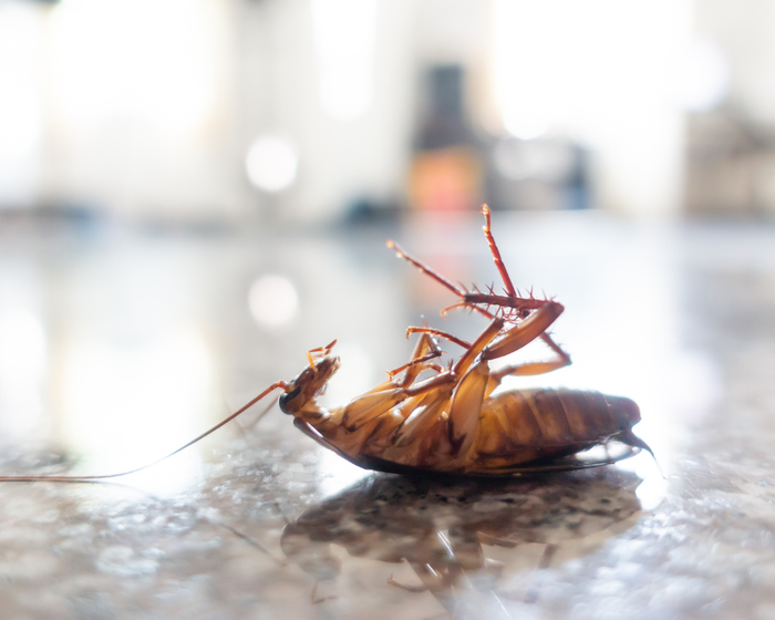 Protective Pest Management Reliable Residential and Commercial Pest