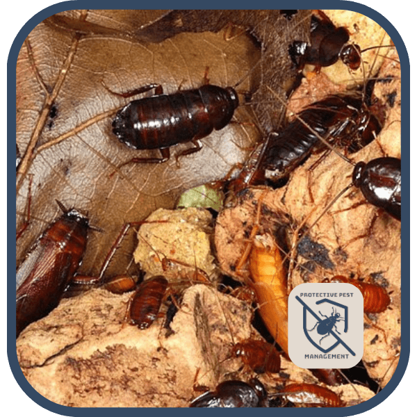 Oriental Cockroach (Blatta orientalis), cockroaches found in Pennsylvania