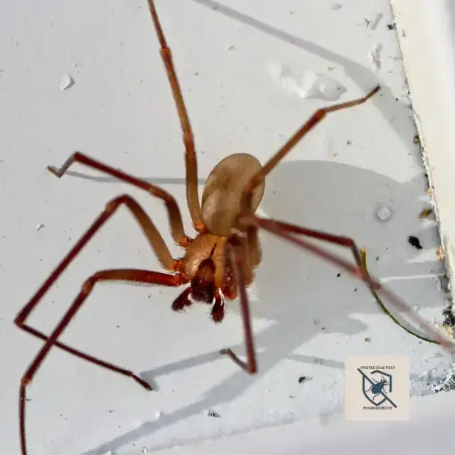 Pest Control Services, Champion, PA