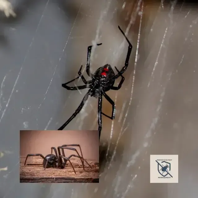 Pest Control Services in North Huntington, PA