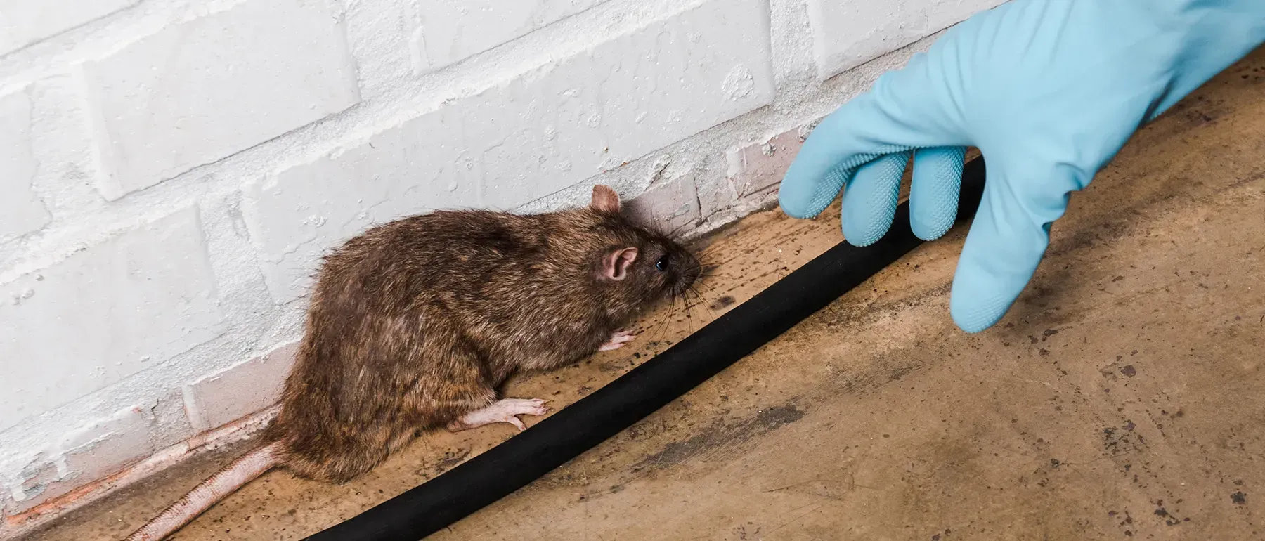 general pest control, pest control services, pest control in apartments, pest control and removal