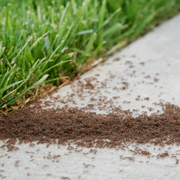 Ants are crawling on a sidewalk next to a lawn