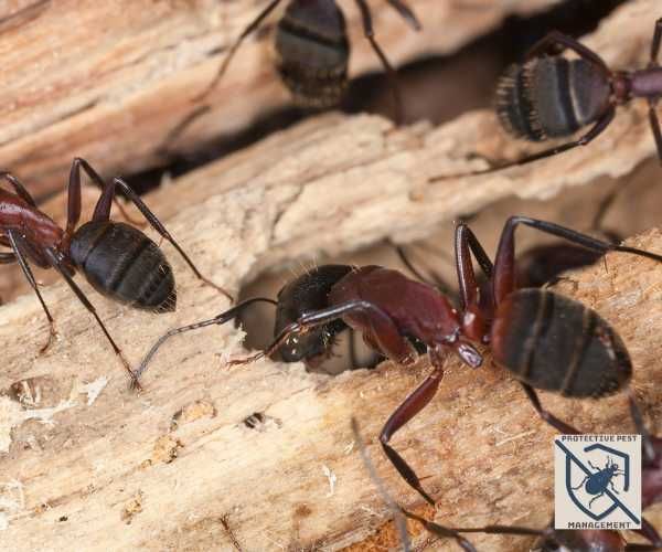 Carpenter Ants Infestation