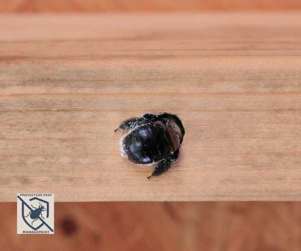 Carpenter Bee Borrowed in Wood
