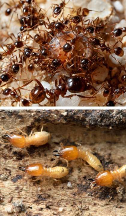 Carpenter ants and termites
