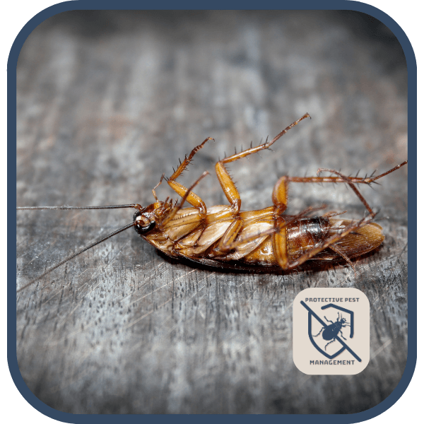 effective roach control services in Johnstown PA, protective pest control