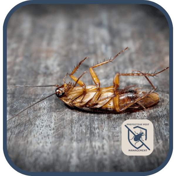 Effective Cockroach Extermination in Johnstown, PA