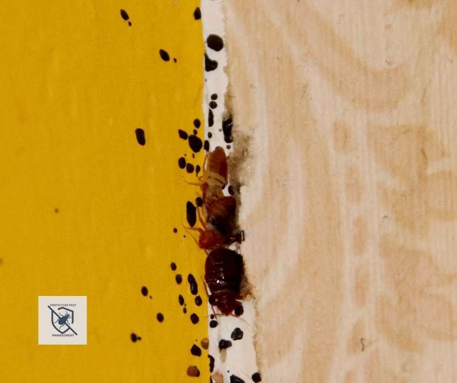bed bugs removal, bed bugs, tips on removing bed bugs