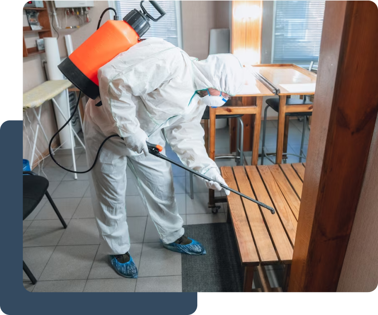 pest control, pest control services, pest control and removal