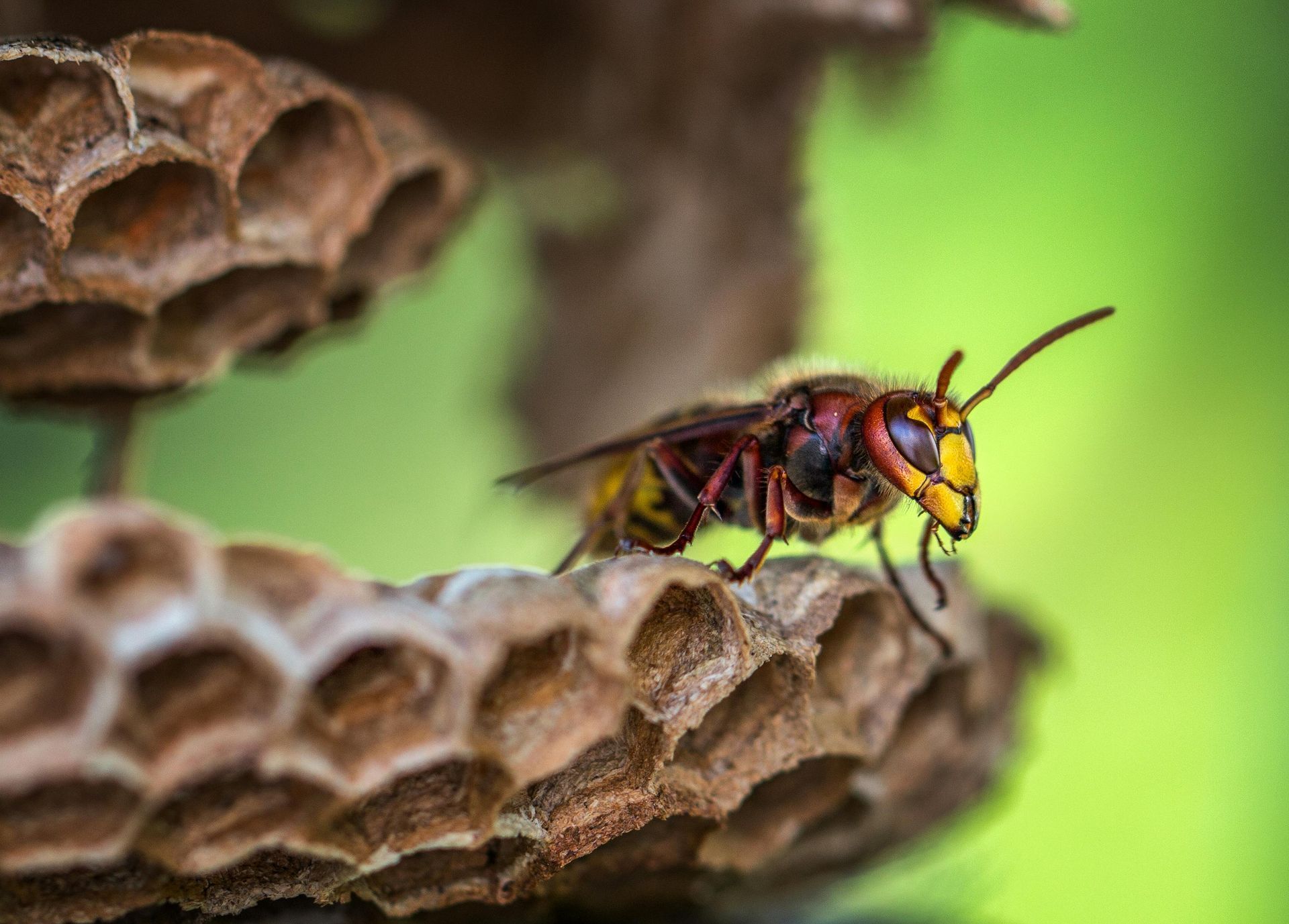 wasp removal