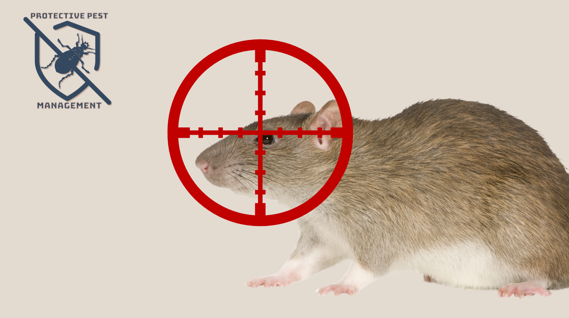 rodent removal, rodent removal service, rodent infestation removal