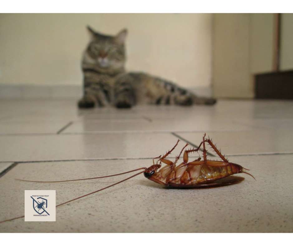 general pest control, pest control services, pest control in apartments, pest control and removal