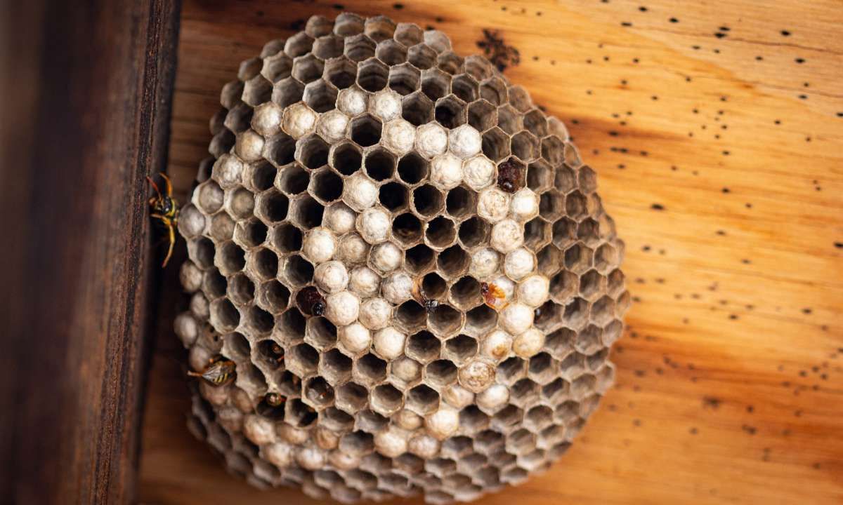 wasp nest, wasp nest removal