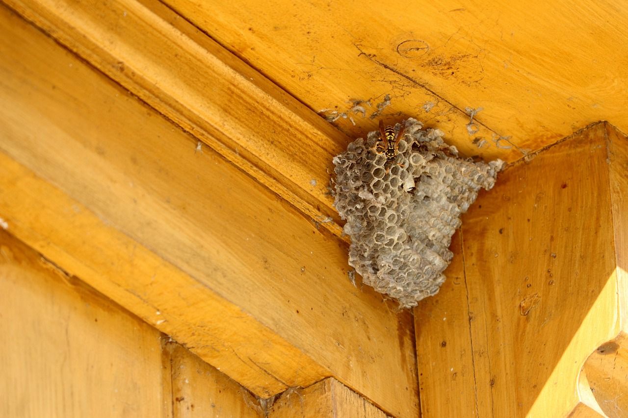 wasp removal, wasp nest
