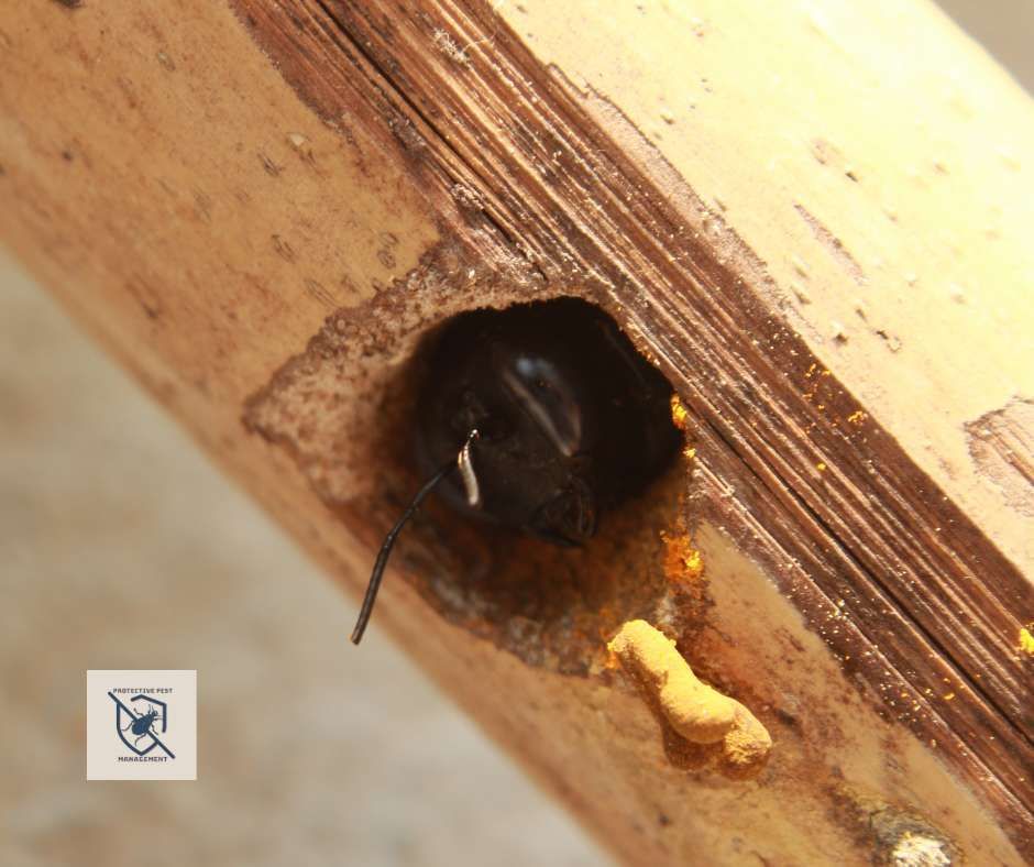 pest control, pest control services, pest control and removal